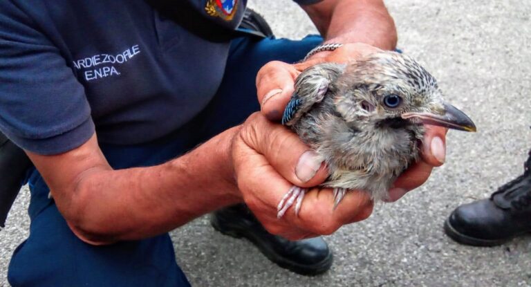 Montecorvino, sorpreso a vendere fauna selvatica: denunciato